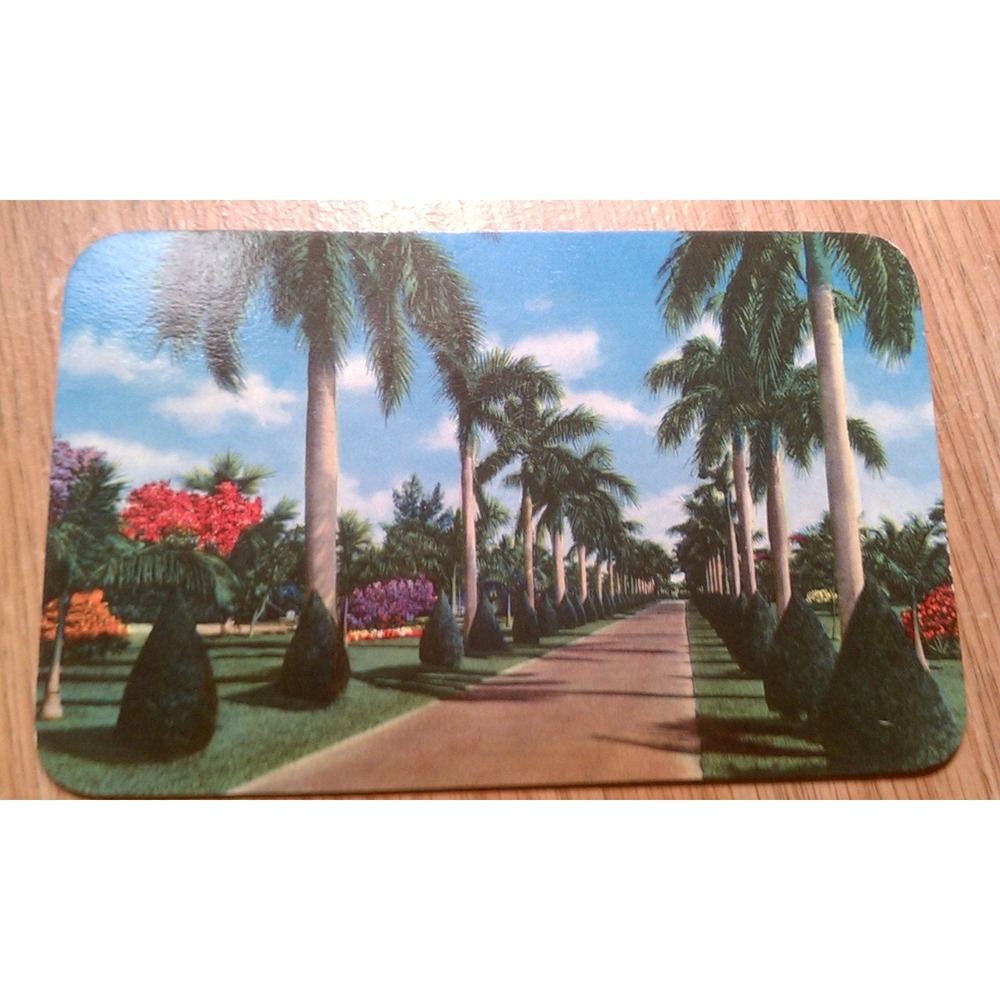 Vintage‎ Florida palm tree lined street postcard